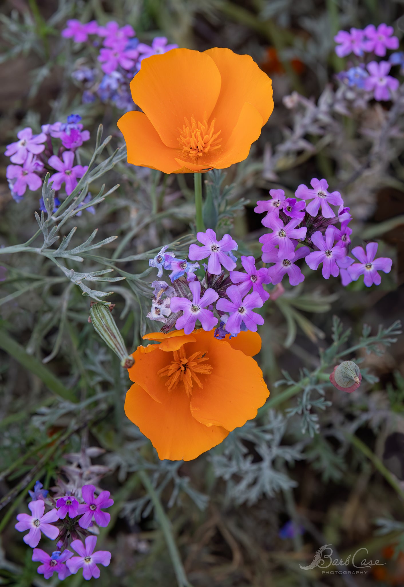 Splash of Orange