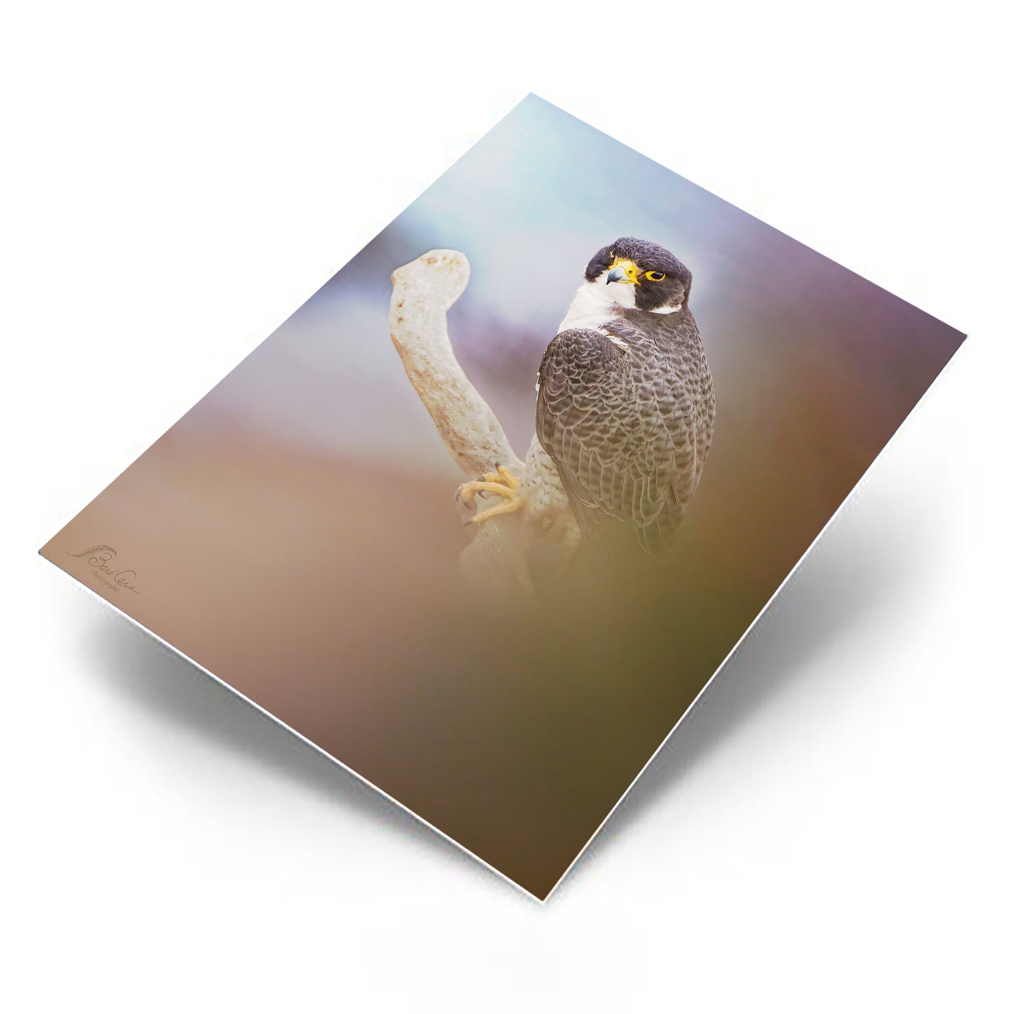 Stately Falcon