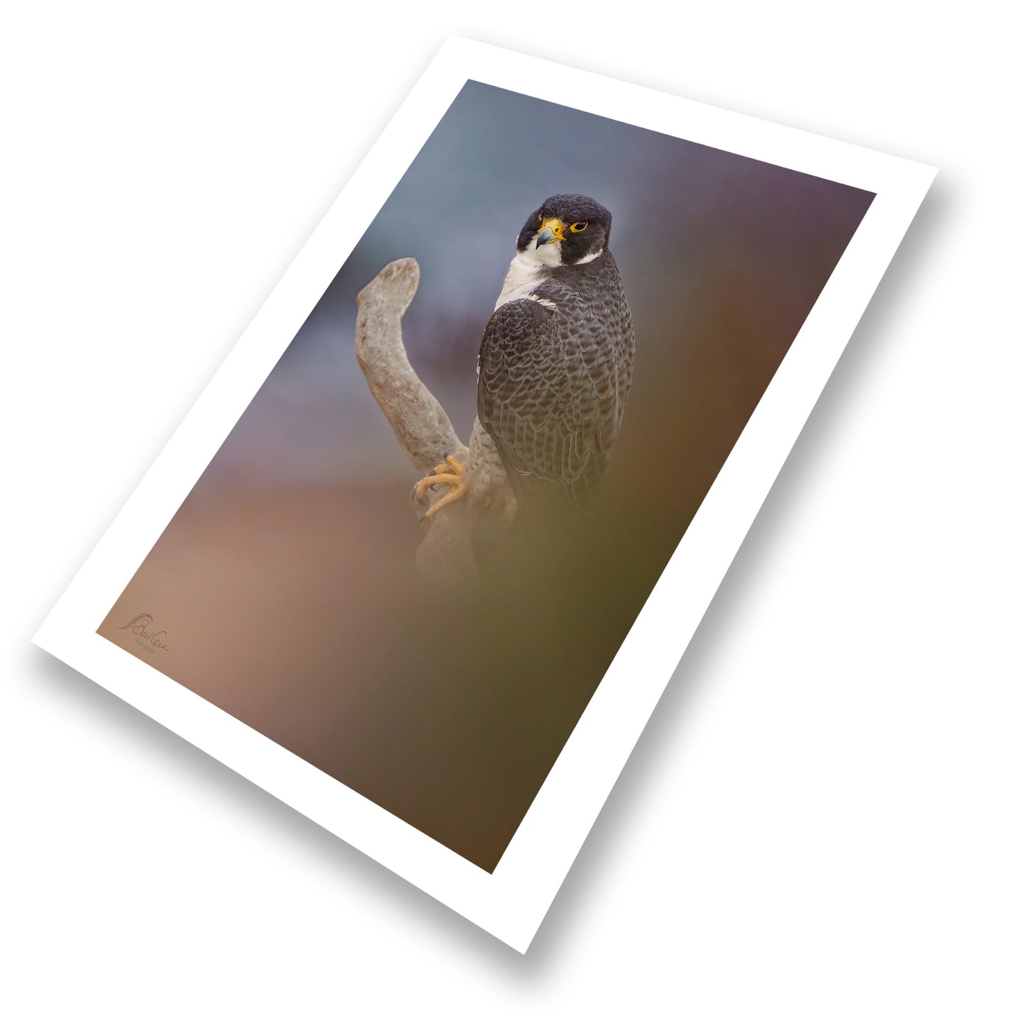 Stately Falcon