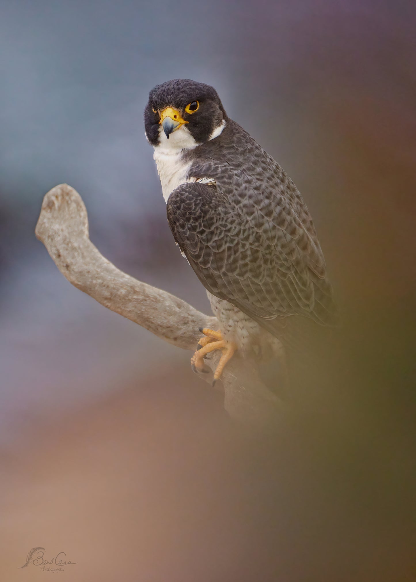 Stately Falcon
