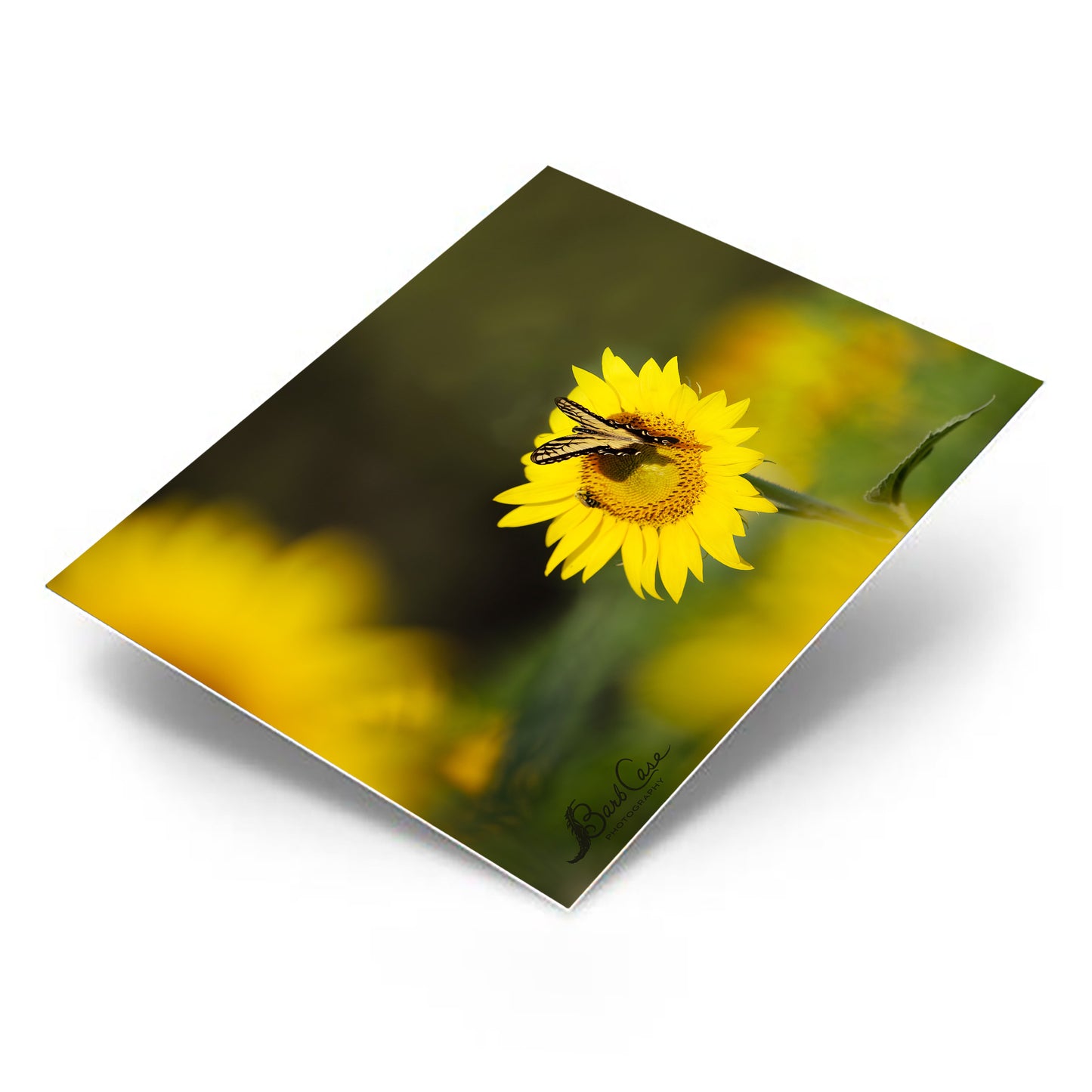 Sunflower Sunshine