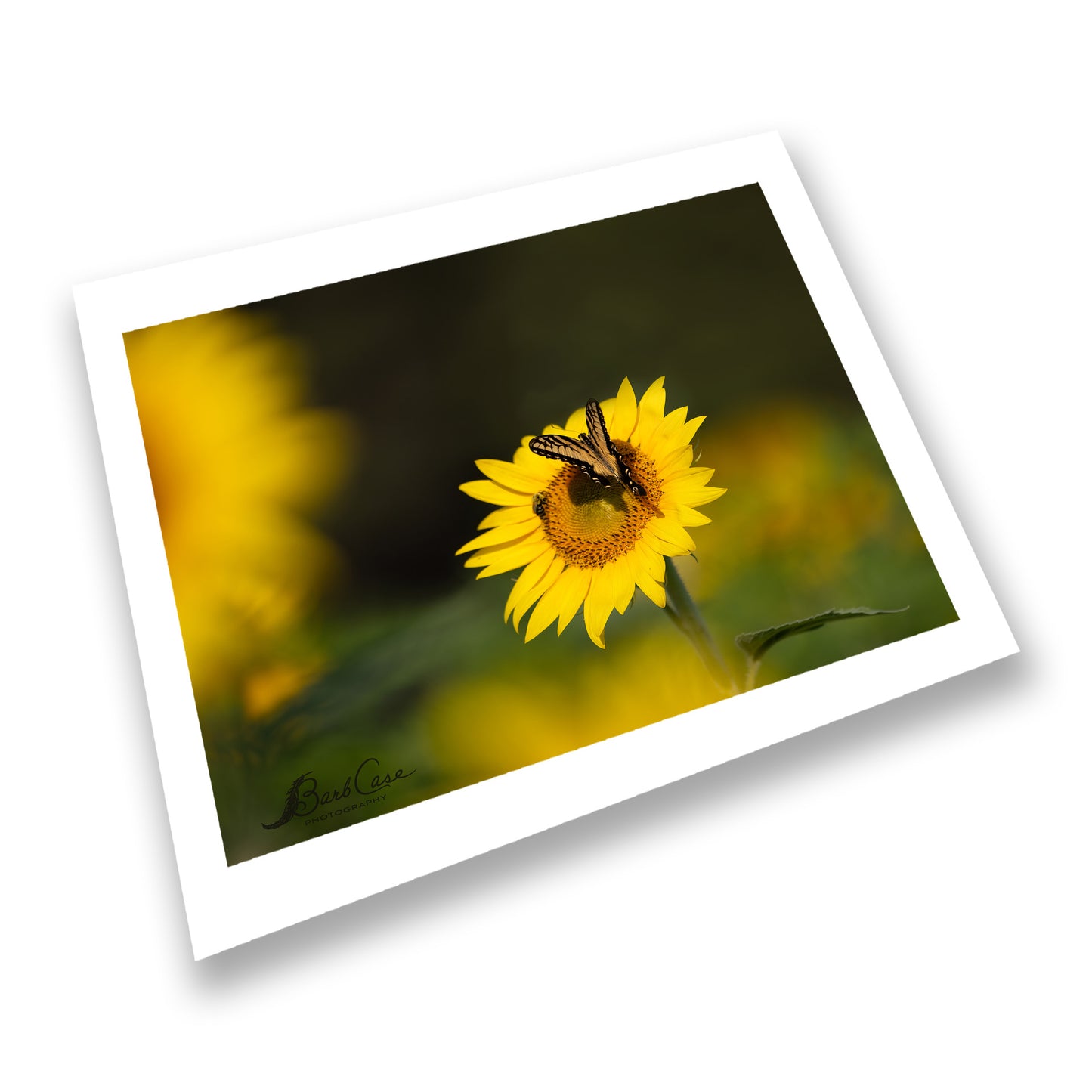 Sunflower Sunshine