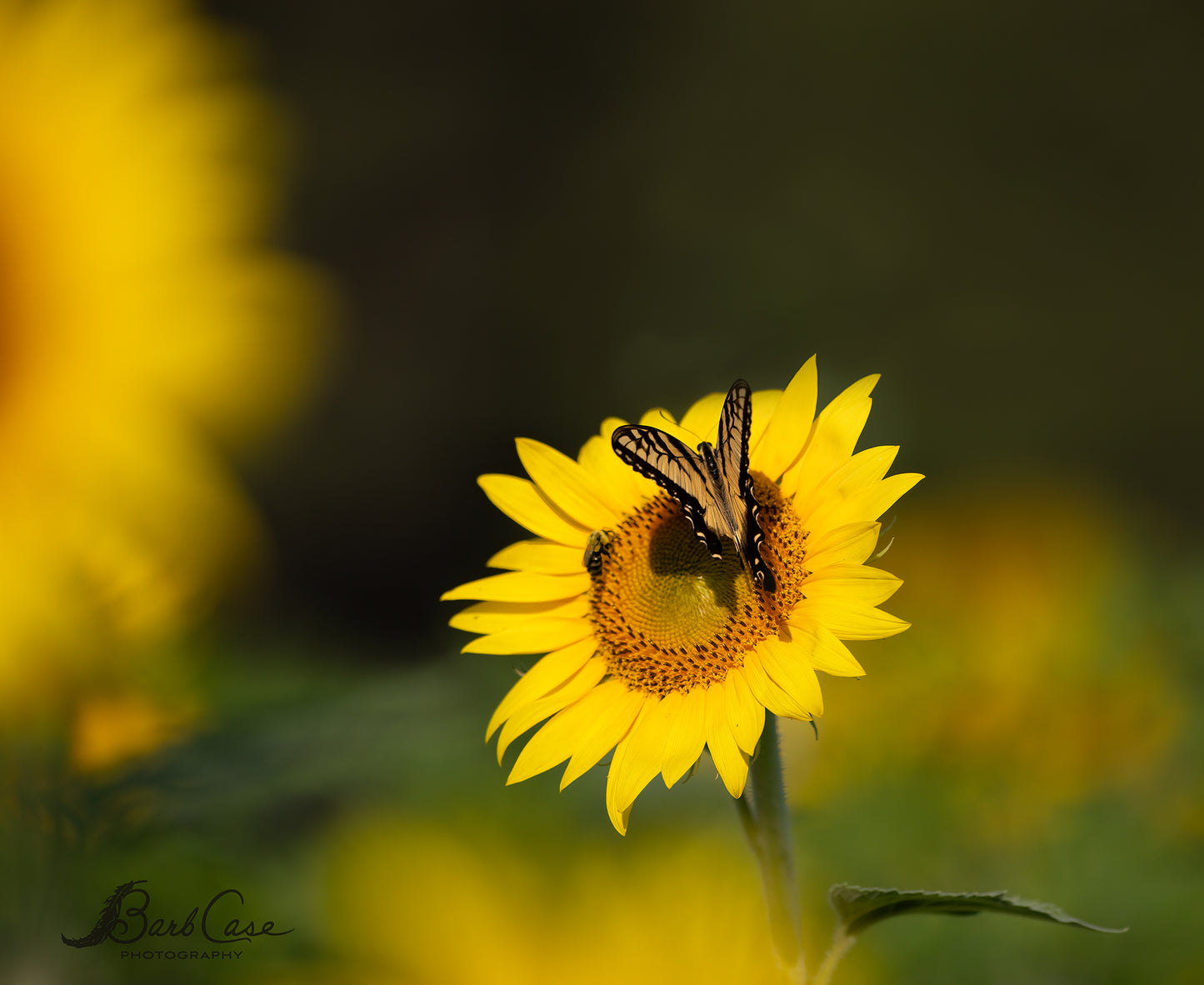Sunflower Sunshine
