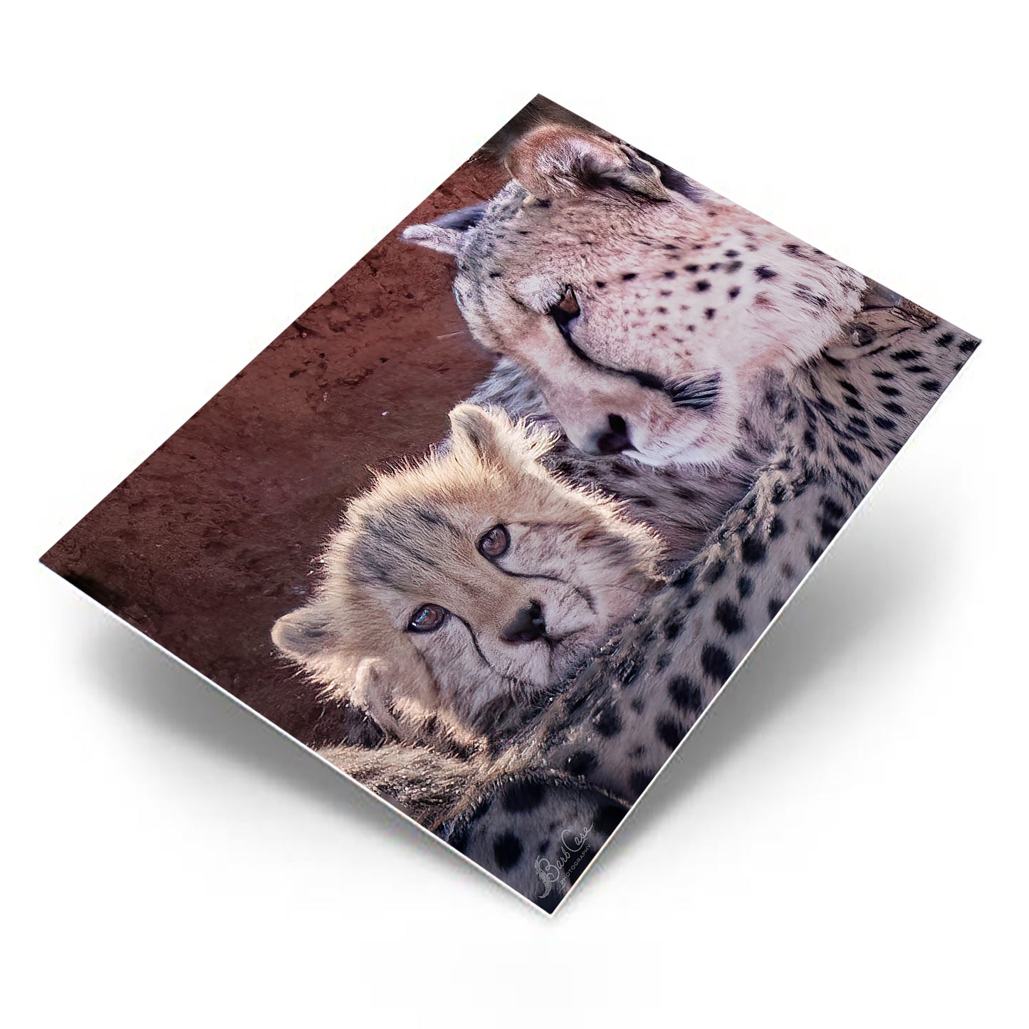 Sweet Cheetah Cub