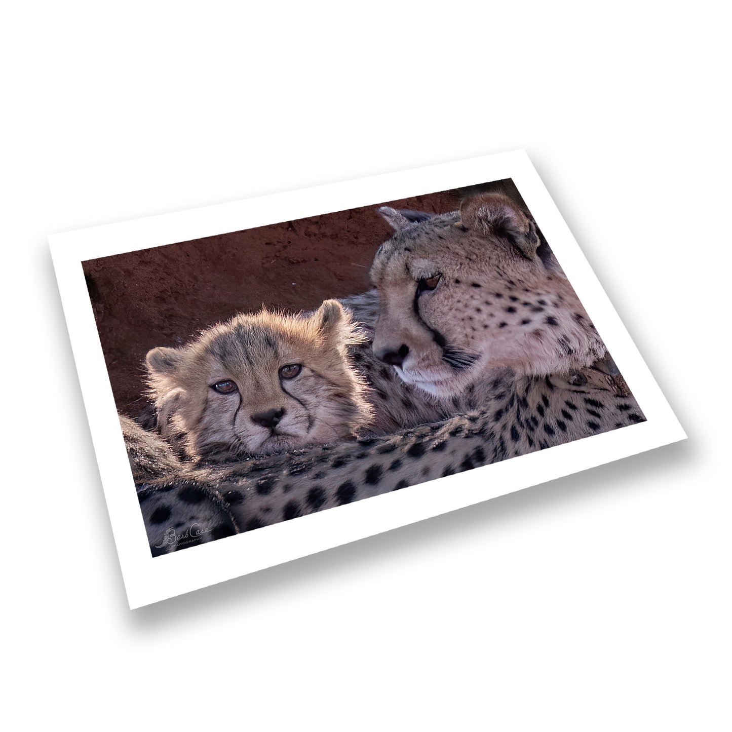 Sweet Cheetah Cub