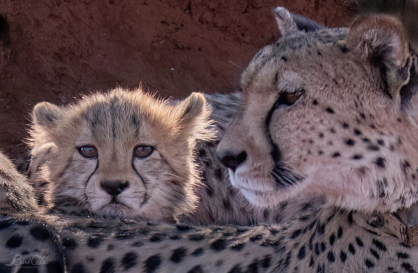 Sweet Cheetah Cub