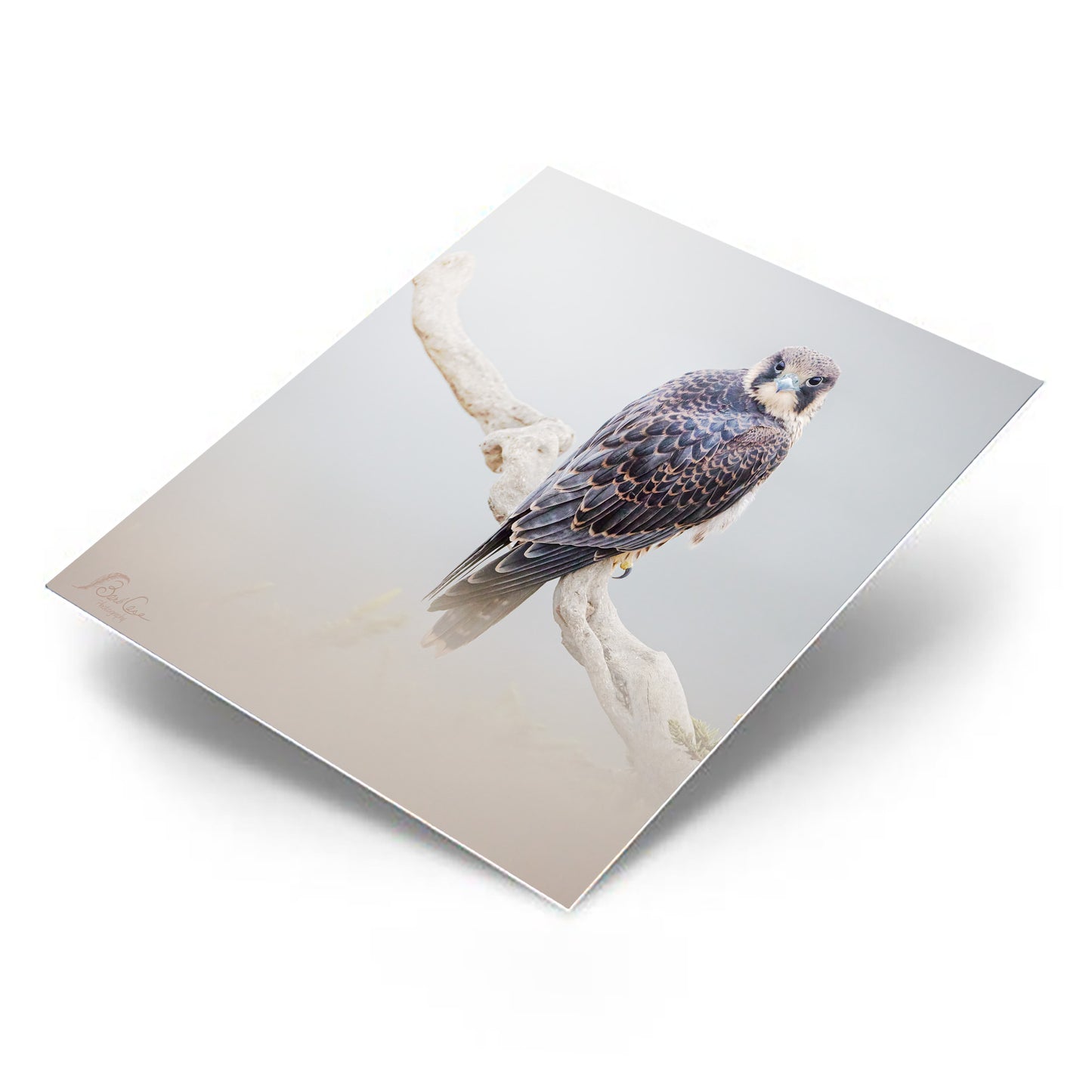 Young Peregrine 1