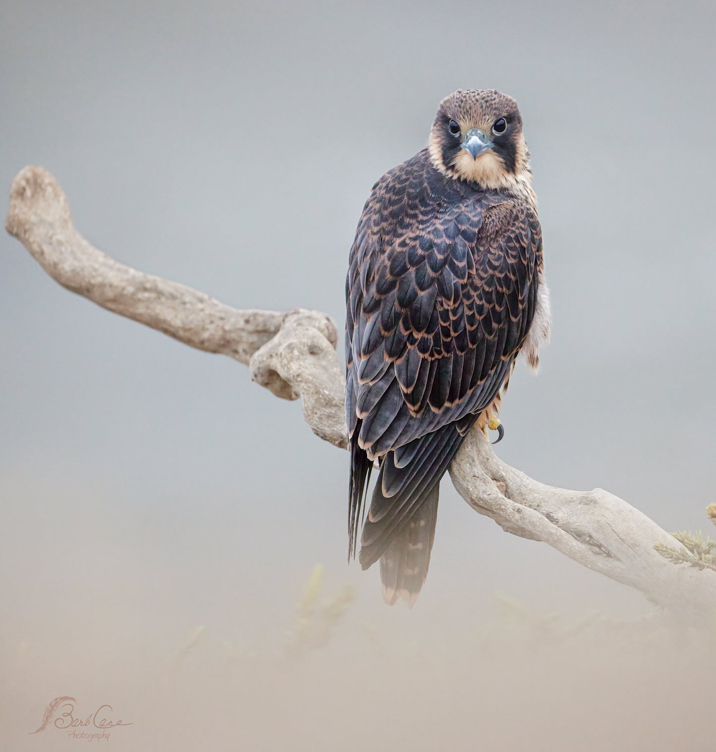 Young Peregrine 1