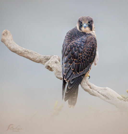 Young Peregrine 1