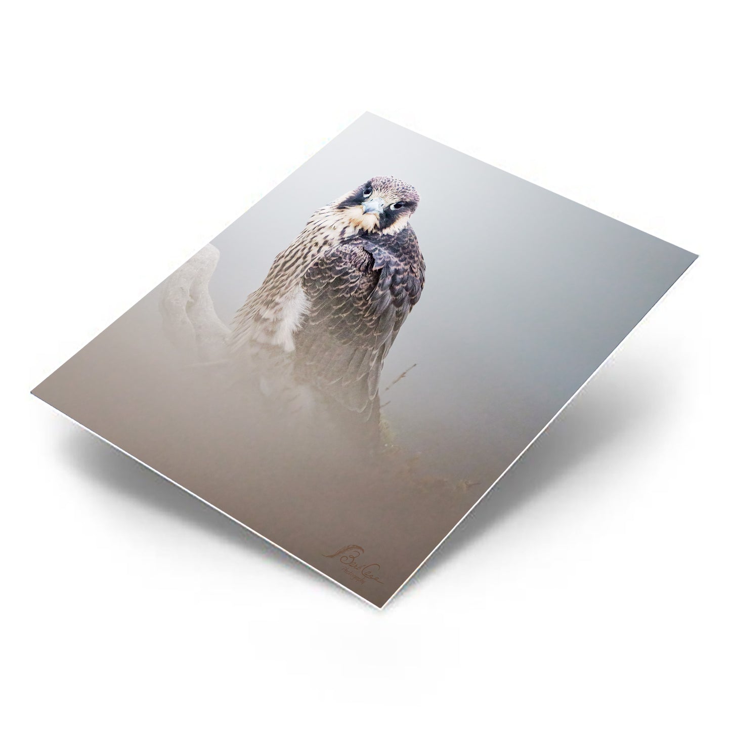 Young Peregrine 2