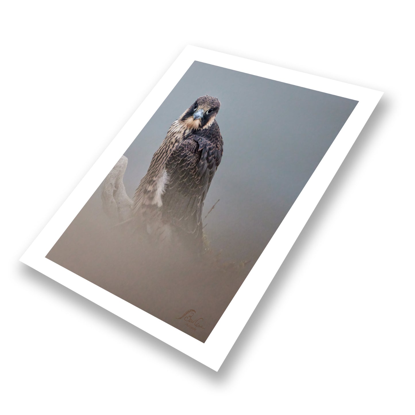 Young Peregrine 2