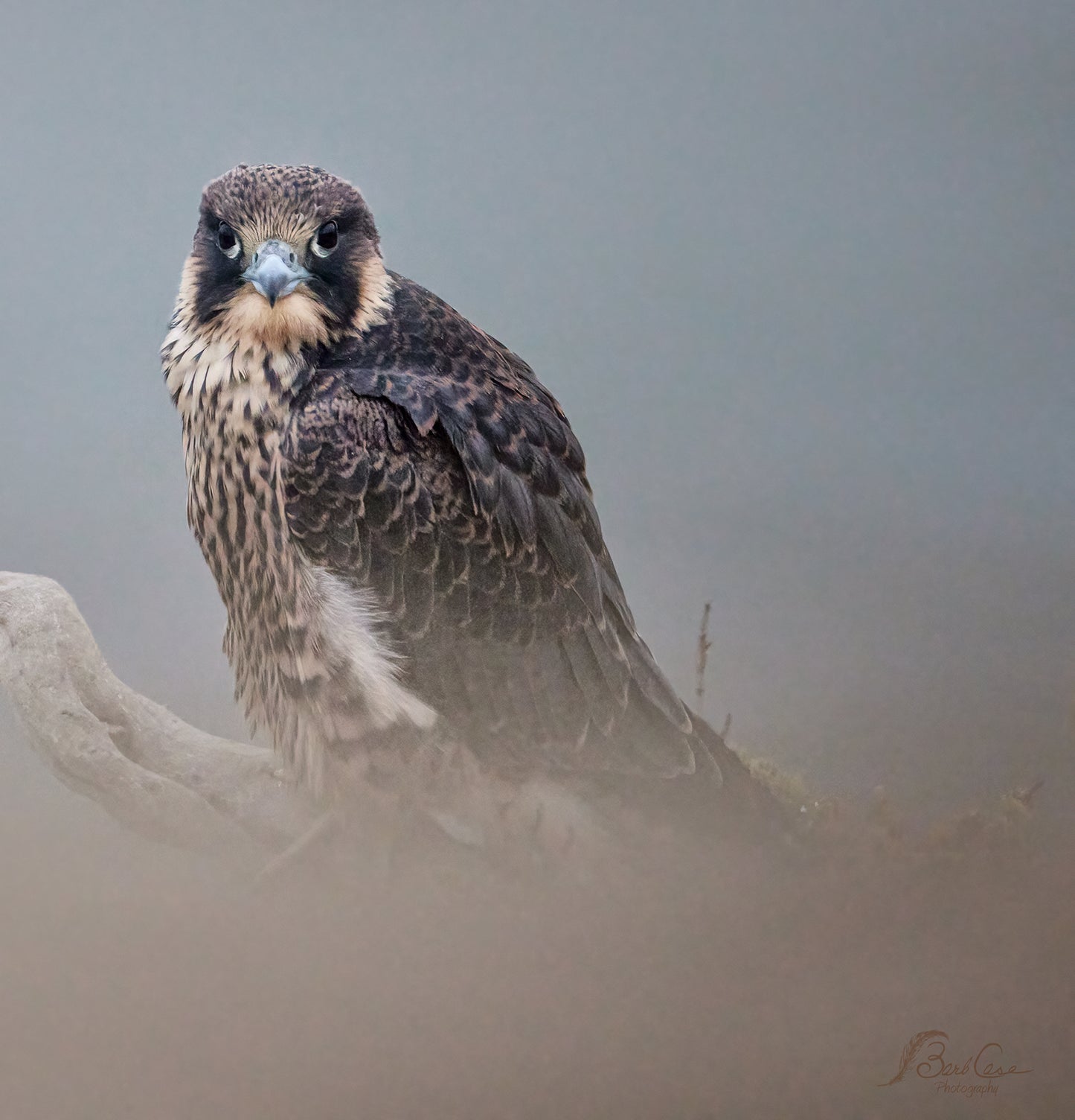 Young Peregrine 2