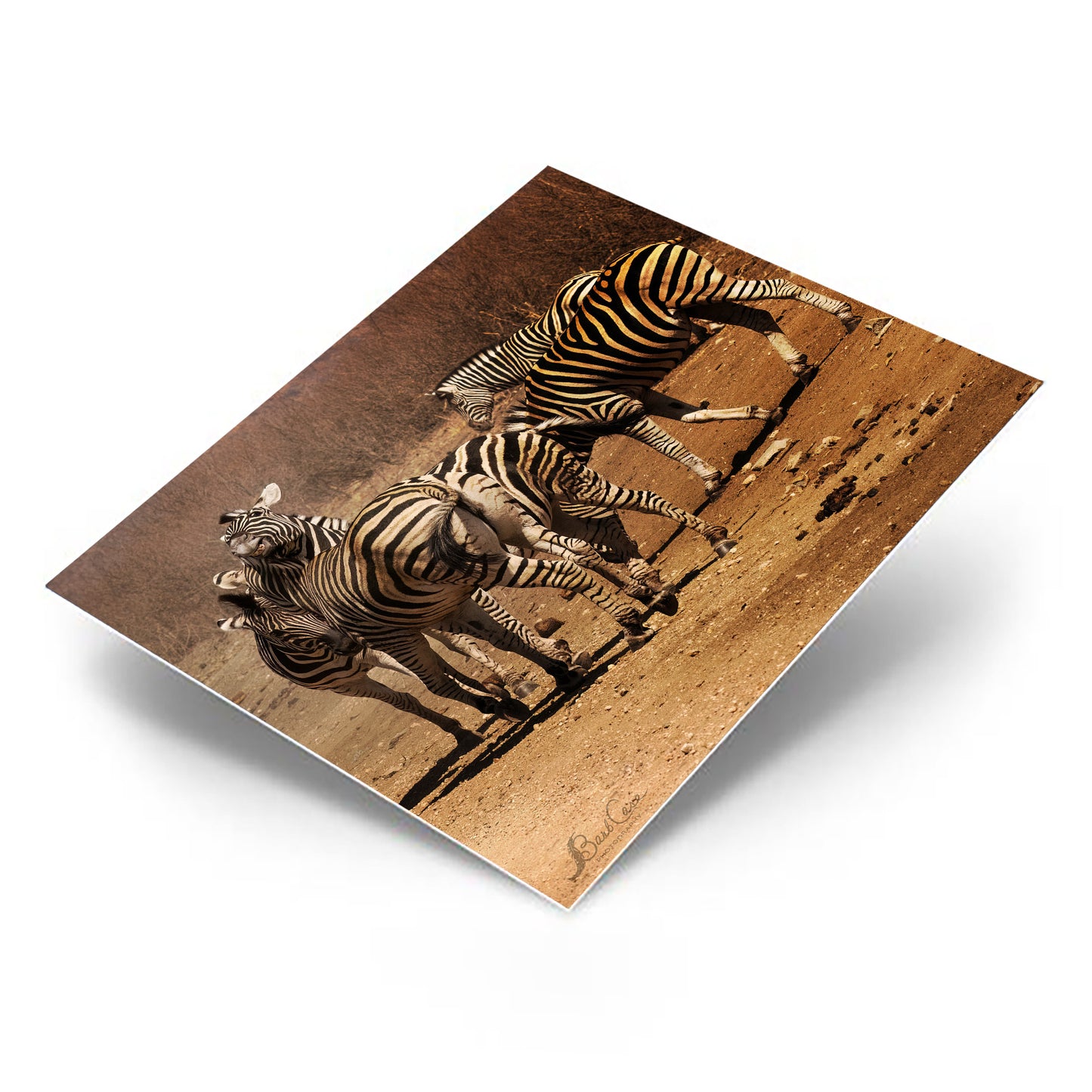 Zebra Fun