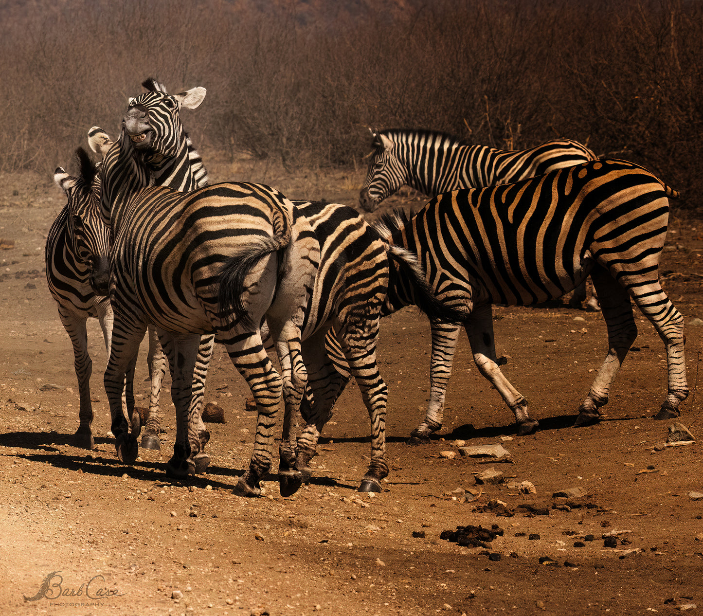 Zebra Fun