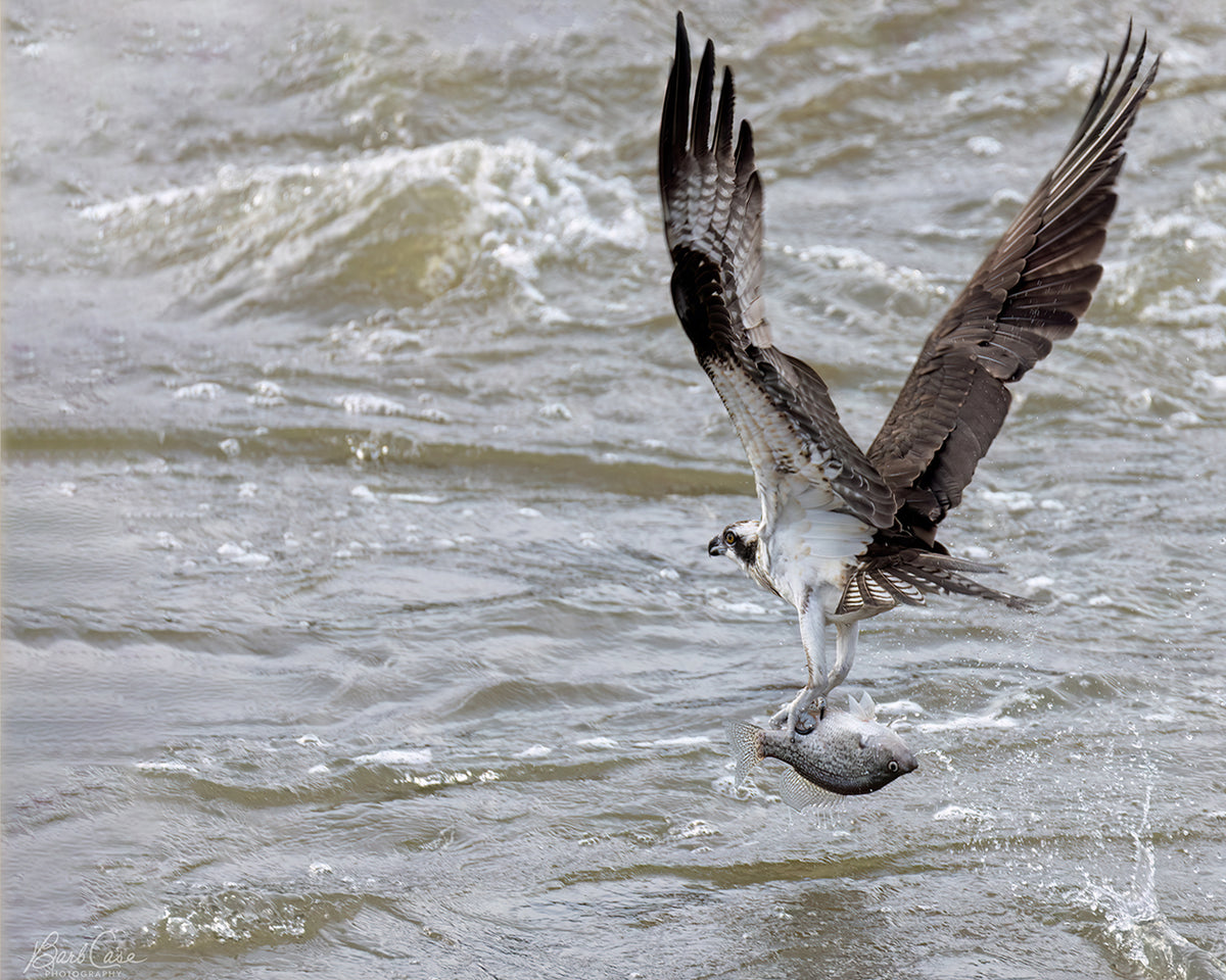 Osprey Dinner