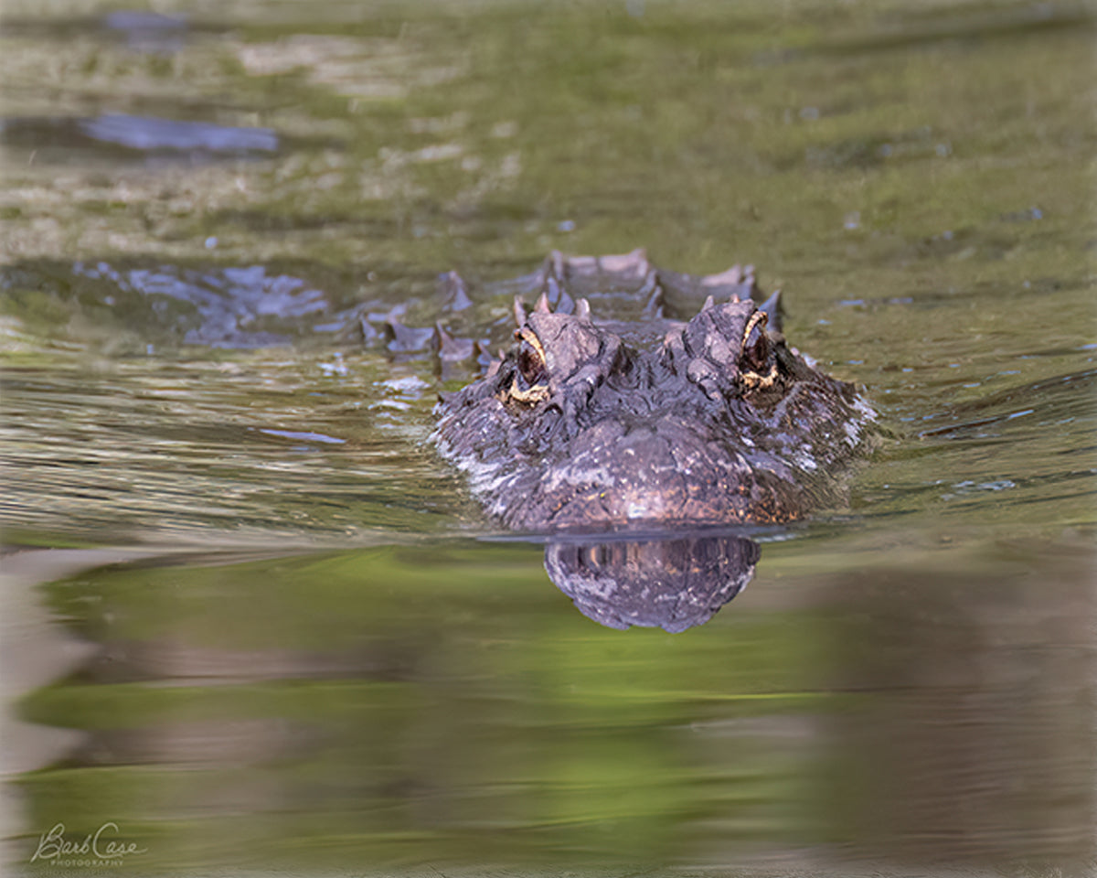 Alligator Portrait in ARNWR