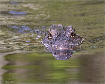 Alligator Portrait in ARNWR