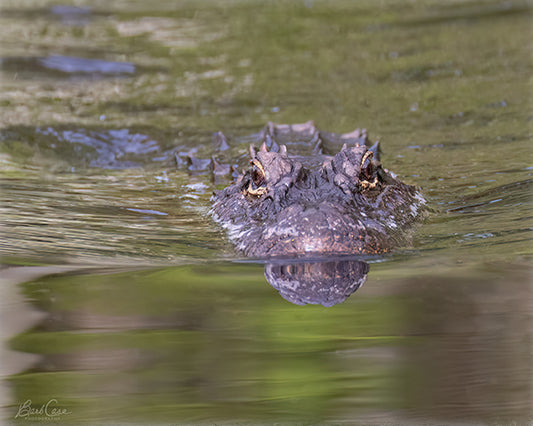 Alligator Portrait in ARNWR