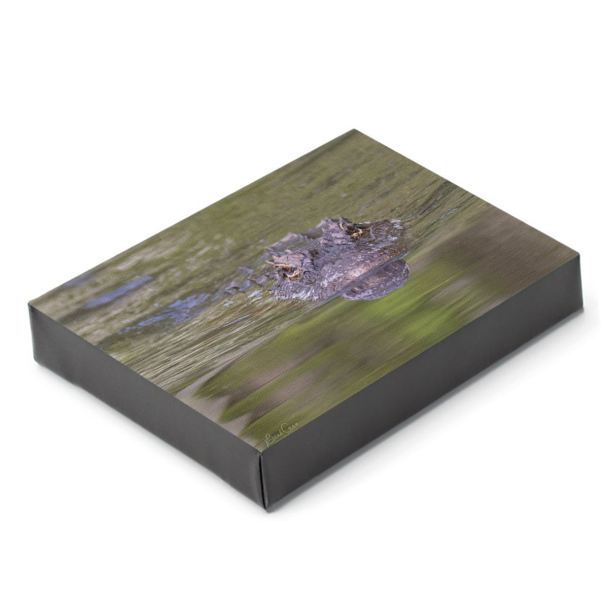 Alligator Portrait in ARNWR