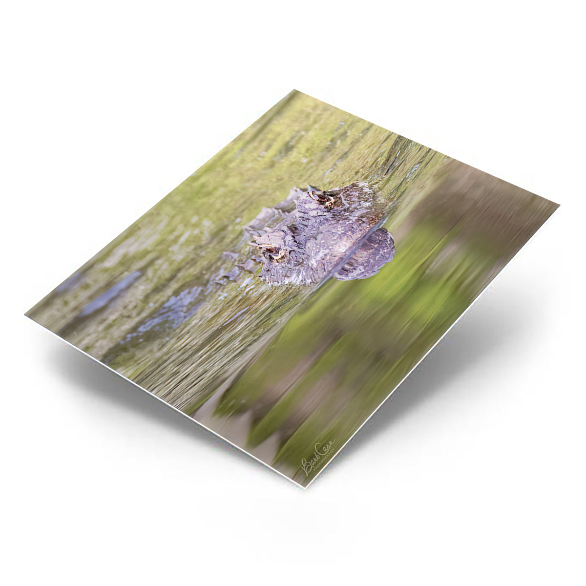 Alligator Portrait in ARNWR