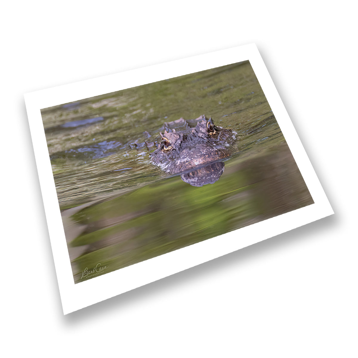 Alligator Portrait in ARNWR