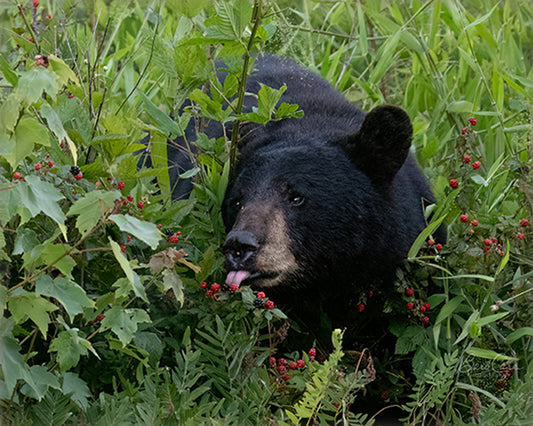 Black Bear In Blackberries