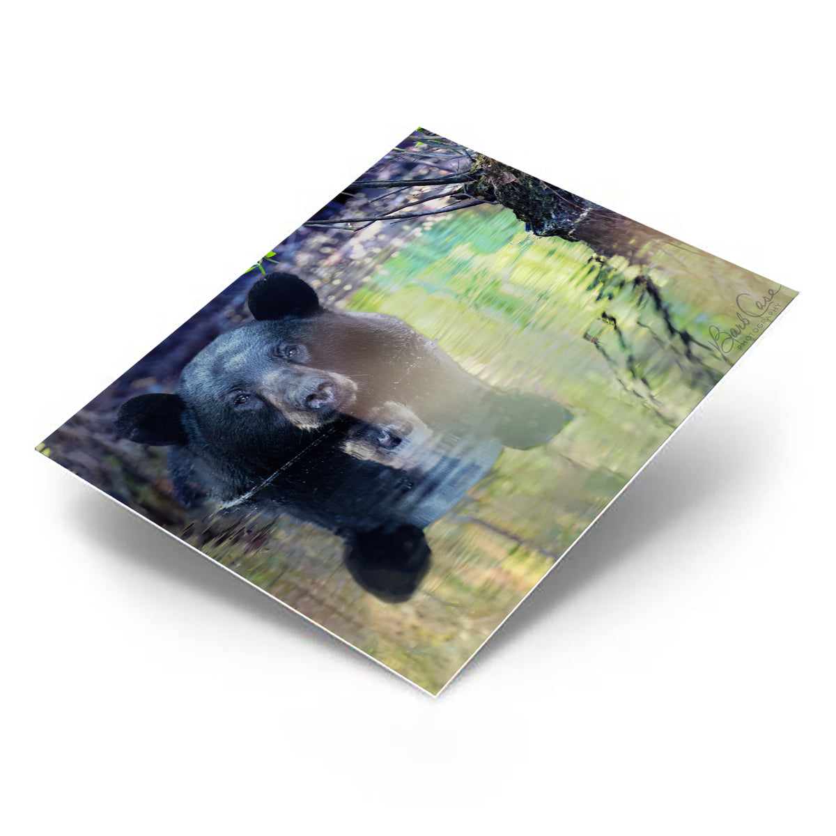 Black Bear Reflection