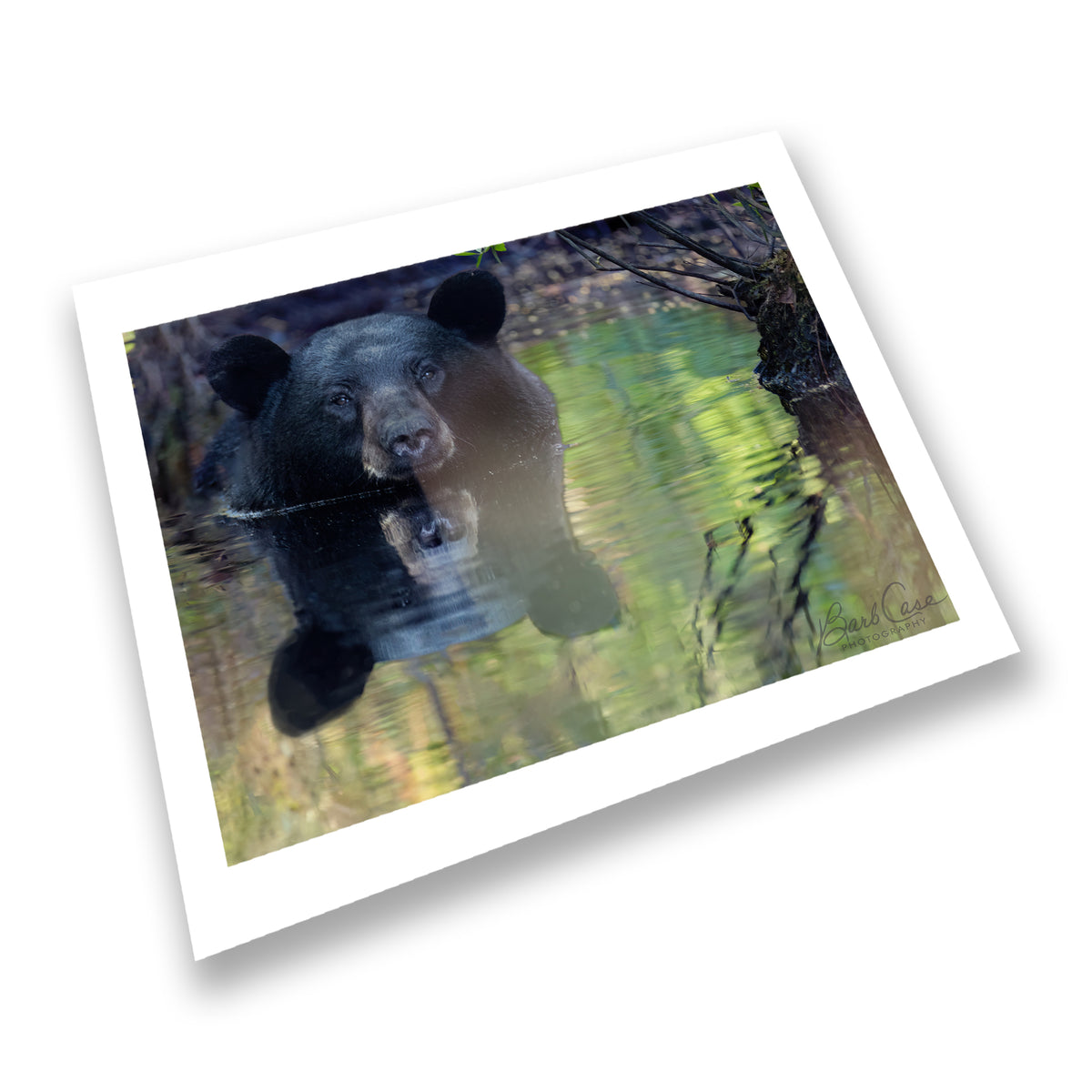 Black Bear Reflection