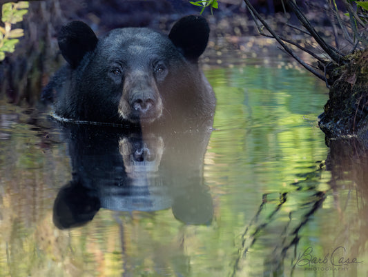 Black Bear Reflection