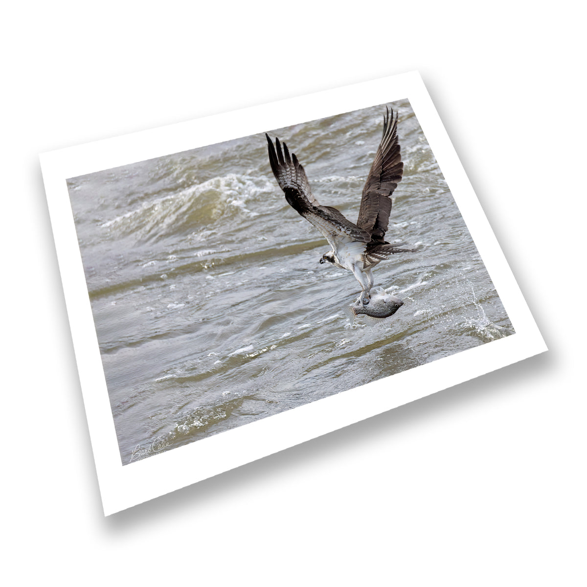 Osprey Dinner