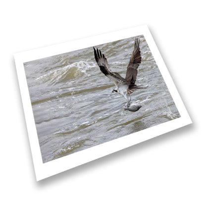 Osprey Dinner