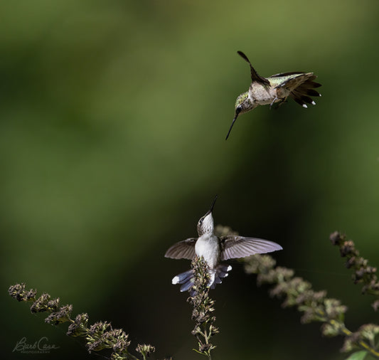 Ruby-throated Hummingbirds