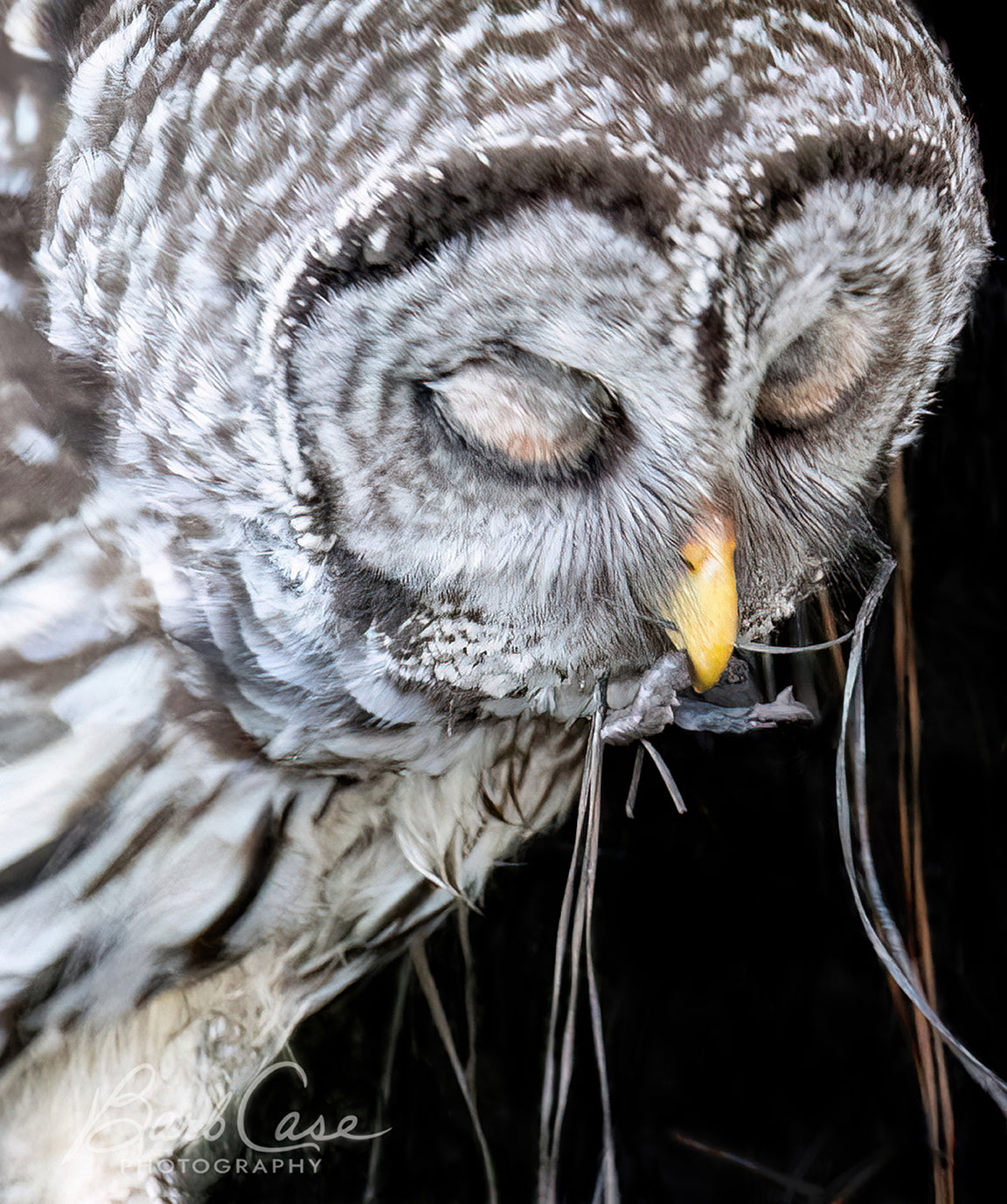 Tasty Morsel