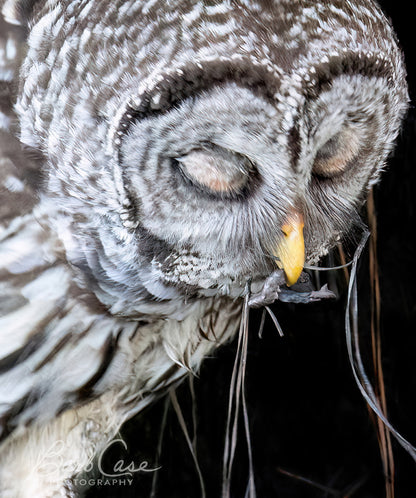 Tasty Morsel